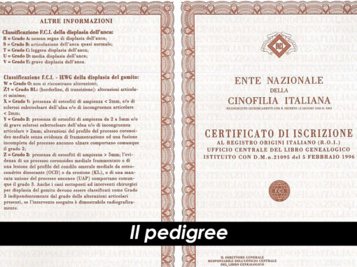 Il pedrigree